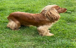 Cocker Spaniel dogs for stud: PROVEN health tested DNA & hip scored show cocker in Swansea - Image 3