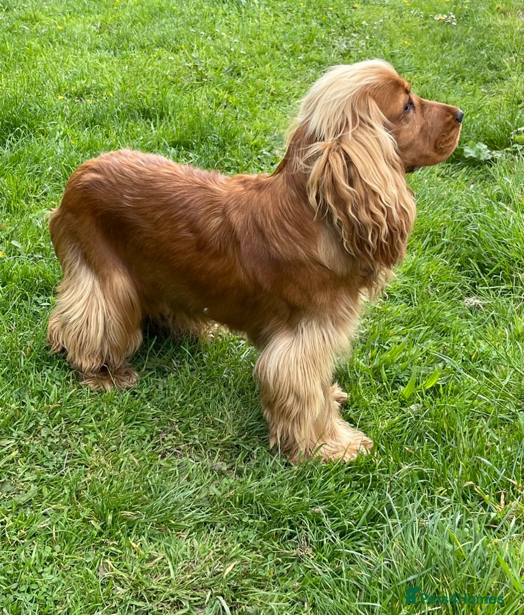 Cocker Spaniel dogs for stud: PROVEN health tested DNA & hip scored show cocker in Swansea - Advert 3
