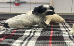 Cocker Spaniel dogs for sale: Adorable Show type cocker spaniel puppy’s  - Image 11