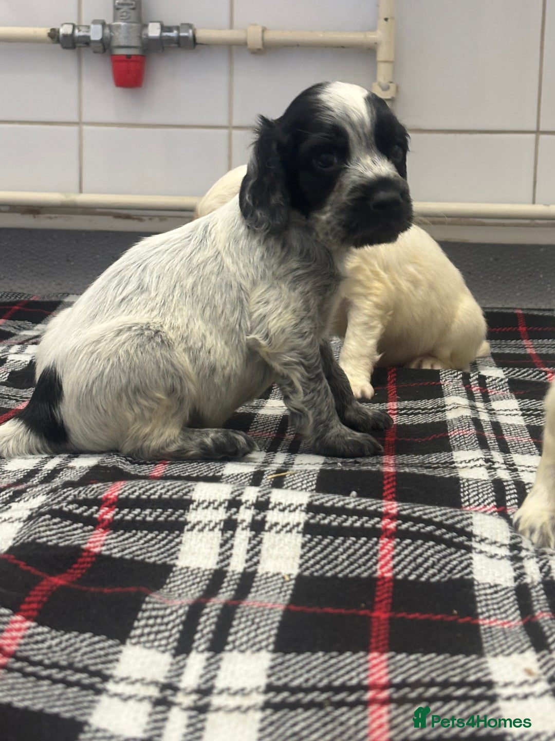 Cocker Spaniel dogs for sale: Adorable Show type cocker spaniel puppy’s  - Image 11