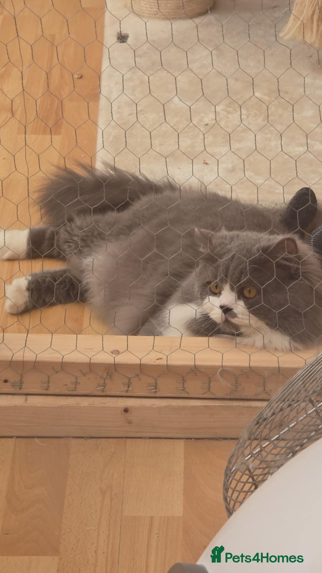 British Longhair cats for sale: British Longhair Lilac - Advert 6