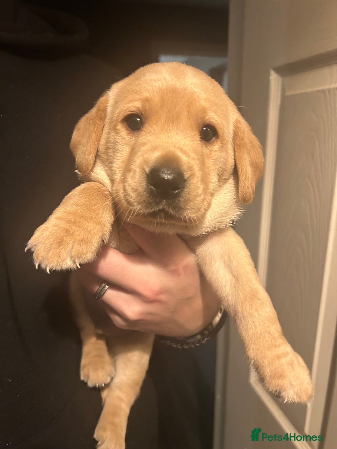 Labrador Retriever dogs for sale: KC registered Labrador boys for sale  - Advert 4