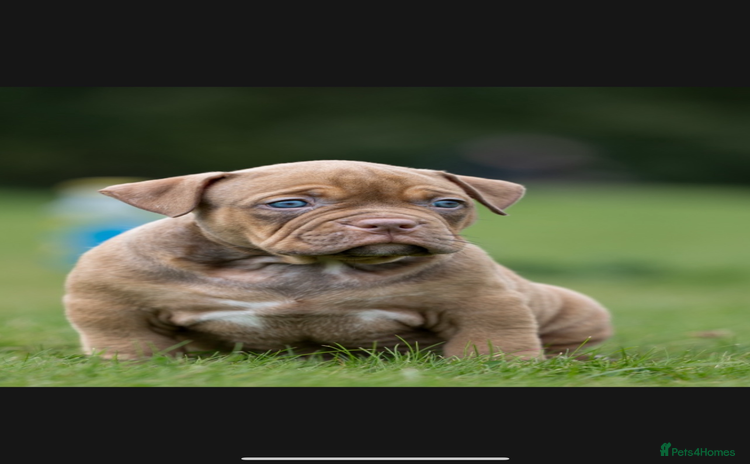 American Bully dogs - Advert 1