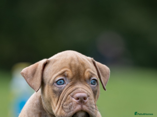 American Bully dogs - Advert 3