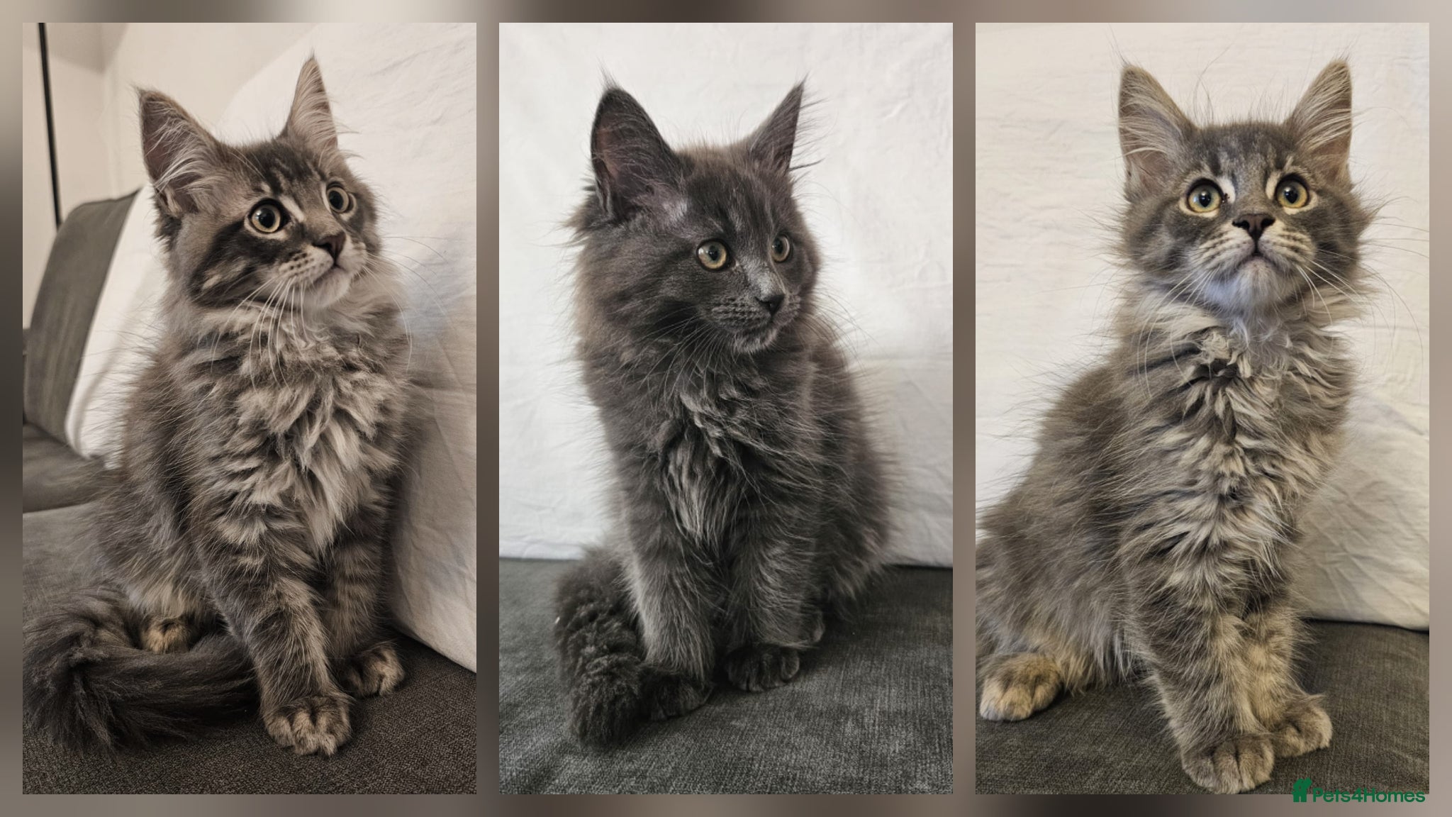 Maine Coon cats Gorgeous, sociable maine coon kittens  - Advert 1