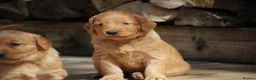 Golden Retriever dogs for sale: KC Registered Working Golden Retriever Puppies - Advert 23