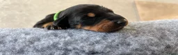 Dobermann dogs for sale: Outstanding Quality Dobermann puppies, KC REG - Advert 8
