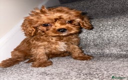 Cavapoo dogs for sale: Health tested clear 5⭐️ F1 Toy cavapoo puppys  in Dudley - Image 1
