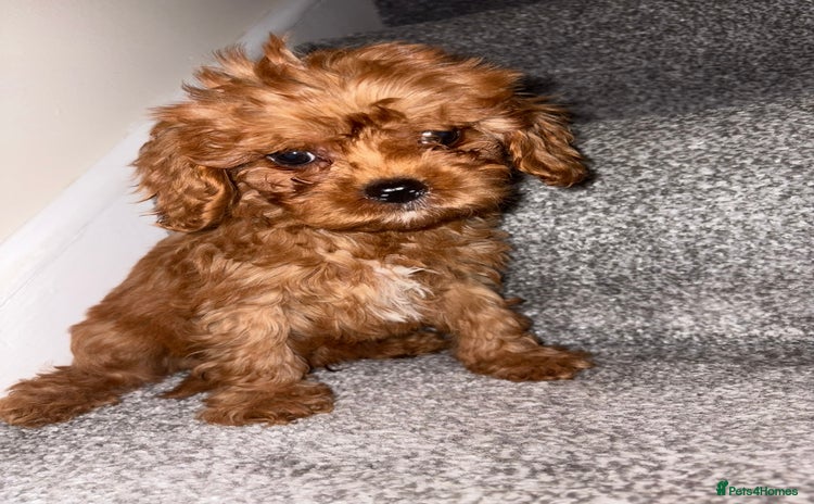 Cavapoo dogs in Dudley - Advert 4