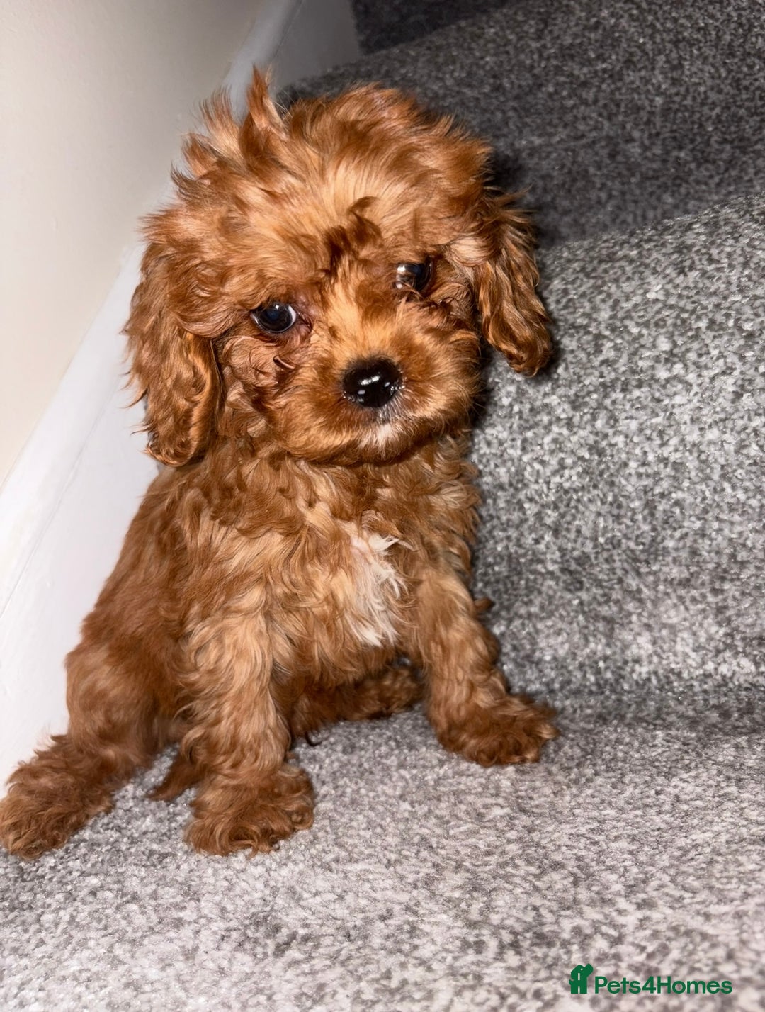 Cavapoo dogs for sale: Health tested clear 5⭐️ F1 Toy cavapoo puppys  in Dudley - Image 1