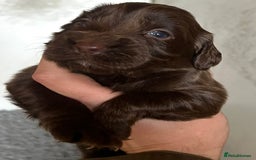 Cocker Spaniel dogs for sale: Beautiful KC Registered Cocker Spaniel Puppies 🐶  - Image 11