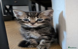 Ragdoll cats for sale: Ragdoll x tabby x British shorthair - Image 2