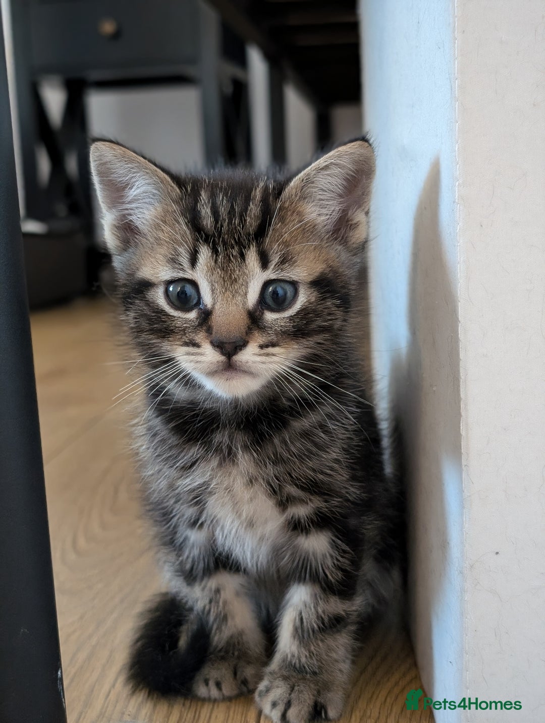 Ragdoll cats for sale: Ragdoll x tabby x British shorthair - Image 2