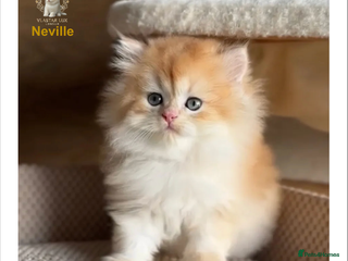 British Shorthair cats Vlastar Lux Neville BLH Black Golden Ticked Tabby - Advert 13