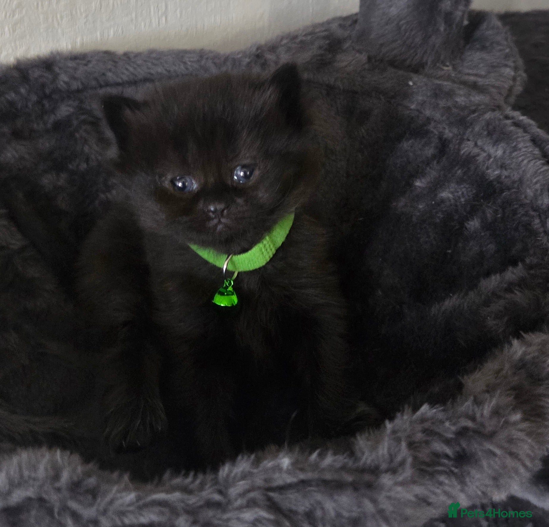 British Shorthair cats British Short Hair/ Scottish Fold - Advert 1