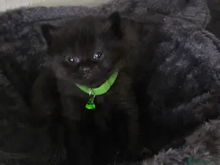 British Shorthair cats British Short Hair/ Scottish Fold - Advert 1