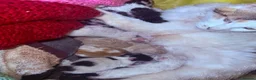 Mixed Breed cats for sale: Calico x Seal point ragdoll - Advert 2
