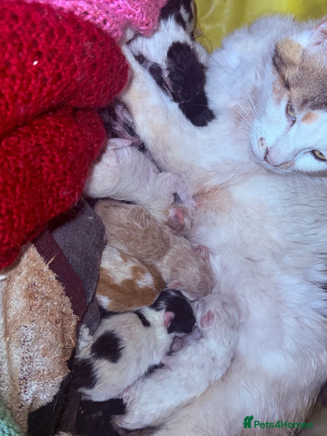 Mixed Breed cats for sale: Calico x Seal point ragdoll - Advert 2