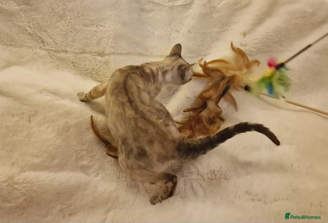 Bengal cats for sale: Beautiful Snow Silver Lynx Bengal  - Advert 2