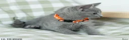 Russian Blue cats for sale: Adorable Russian Blue Kittens. - Advert 11