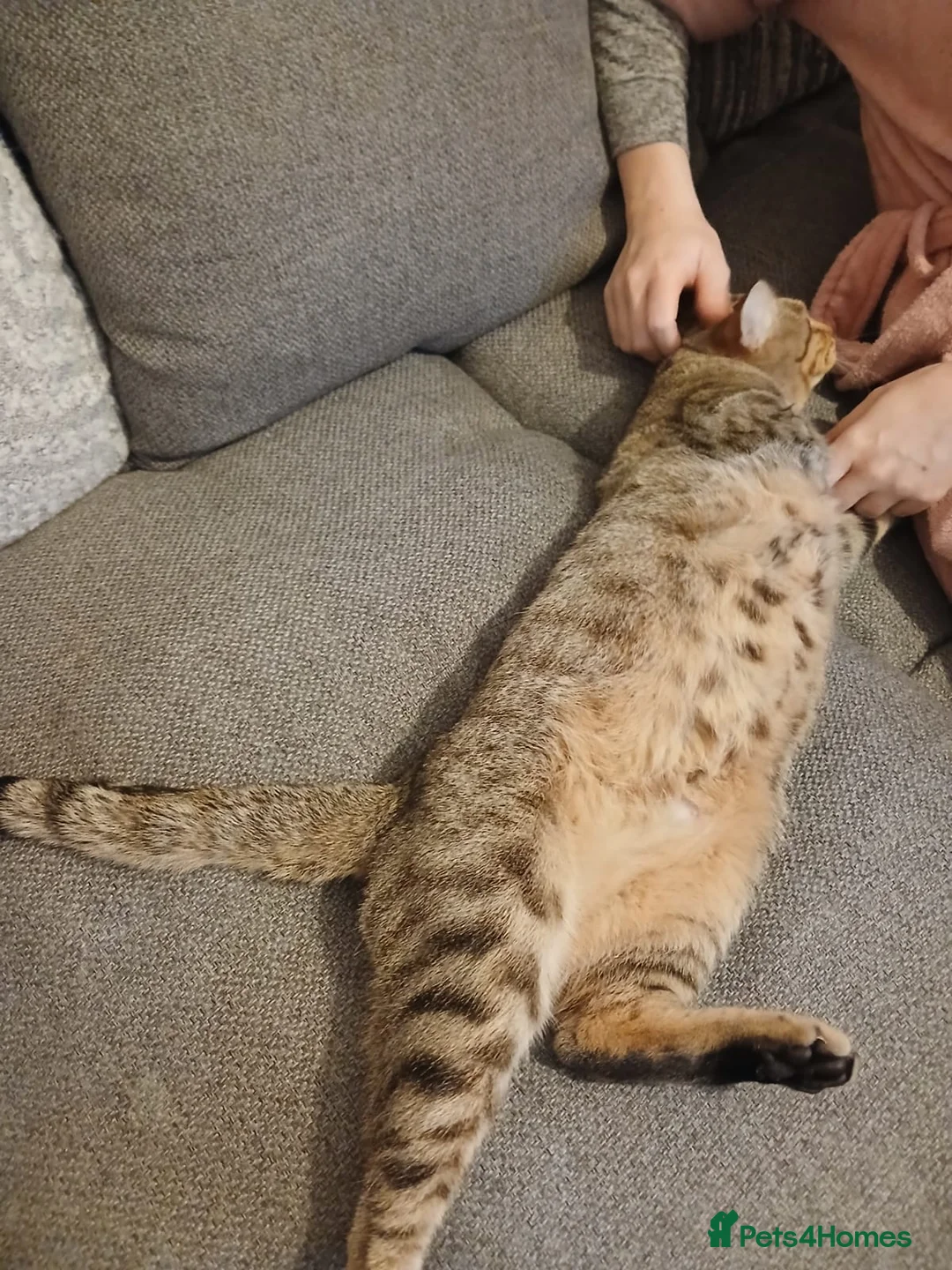 Bengal cats for sale: 2 Bengal sisters  - Advert 3