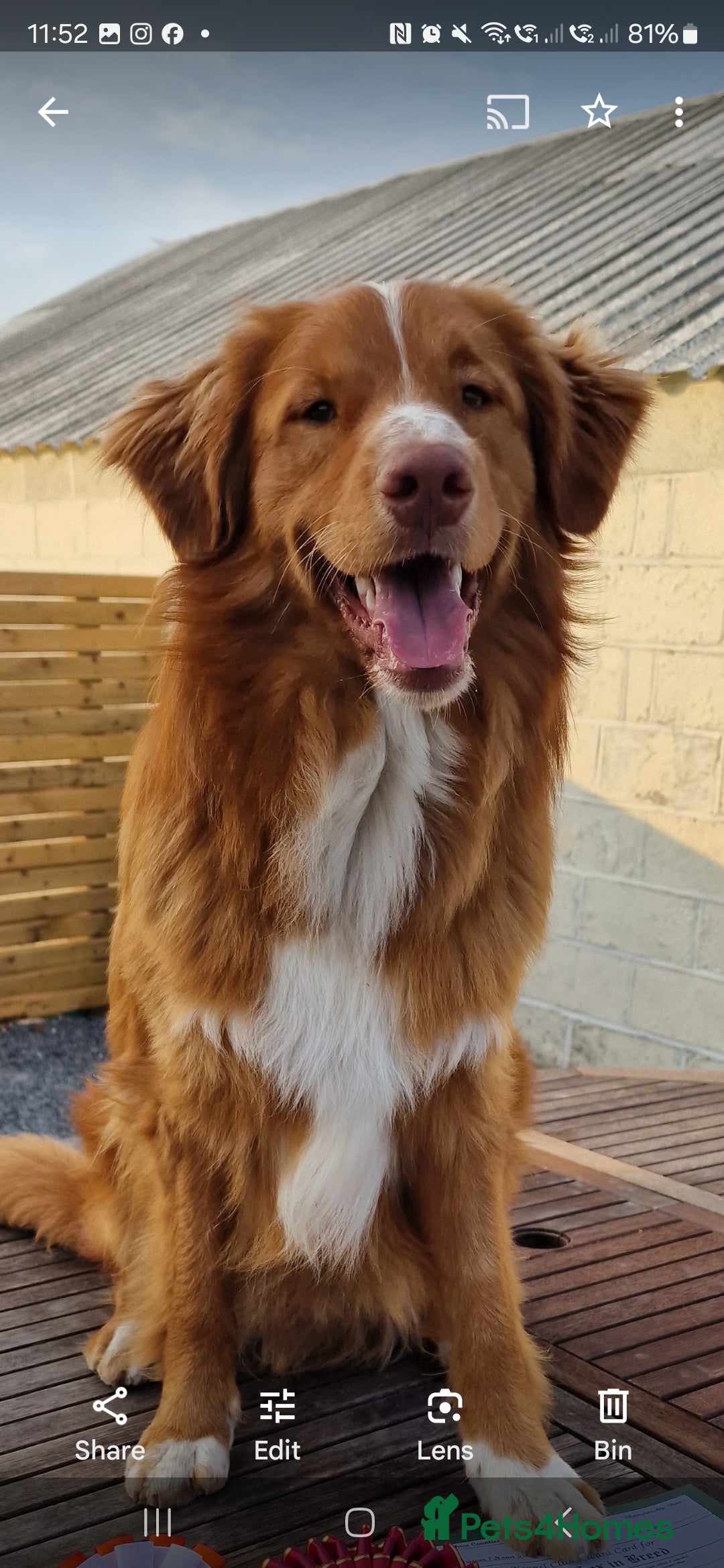 Nova Scotia Duck Tolling Retriever dogs for stud: Health Tested Toller/NSDTR Stud - Advert 4