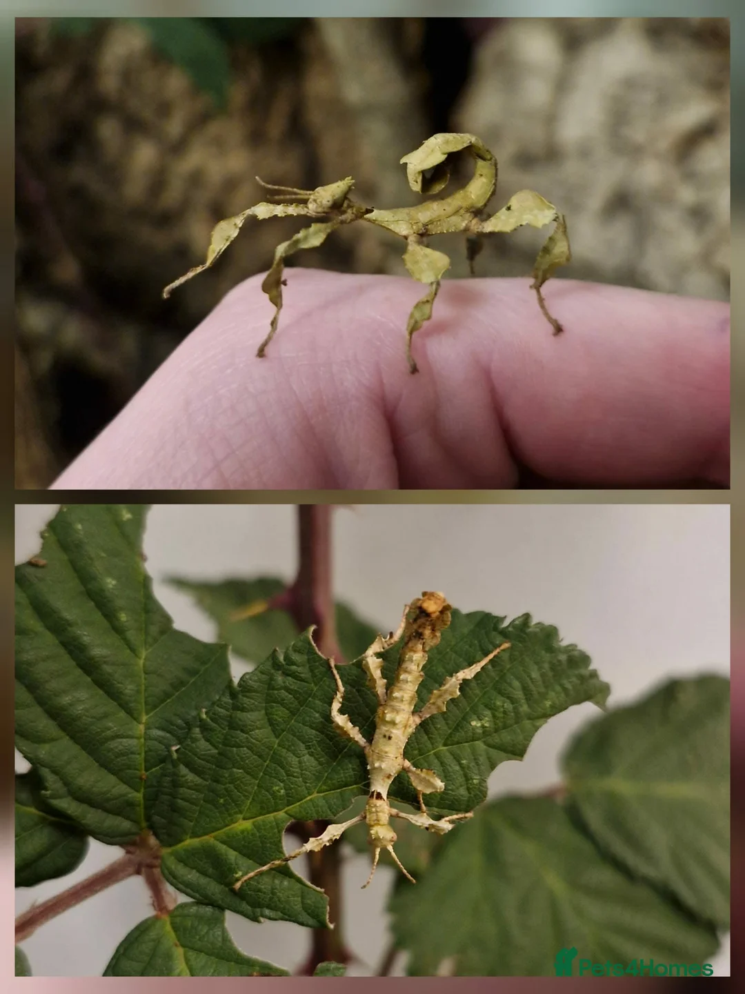 Stick Insects invertebrates for sale: Giant spiny stick insects  in Nottingham - Advert 1