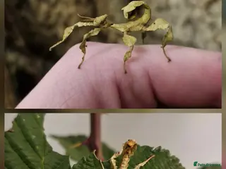 Stick Insects invertebrates Giant spiny stick insects - Advert 5