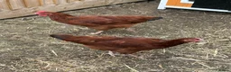 Chickens poultry for sale: Two point of lay chickens for sale  - Advert 3