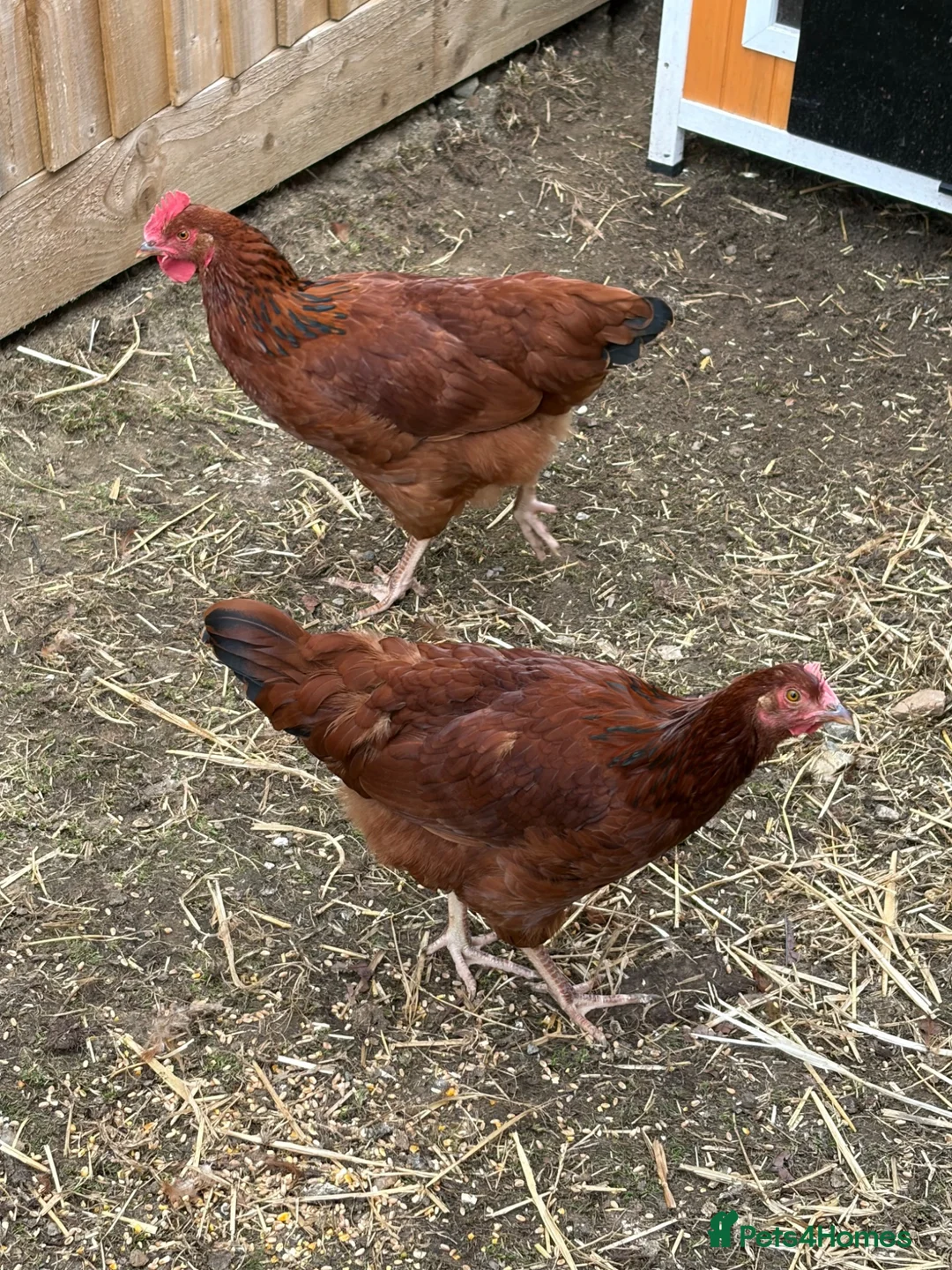 Chickens poultry for sale: Two point of lay chickens for sale  - Advert 3