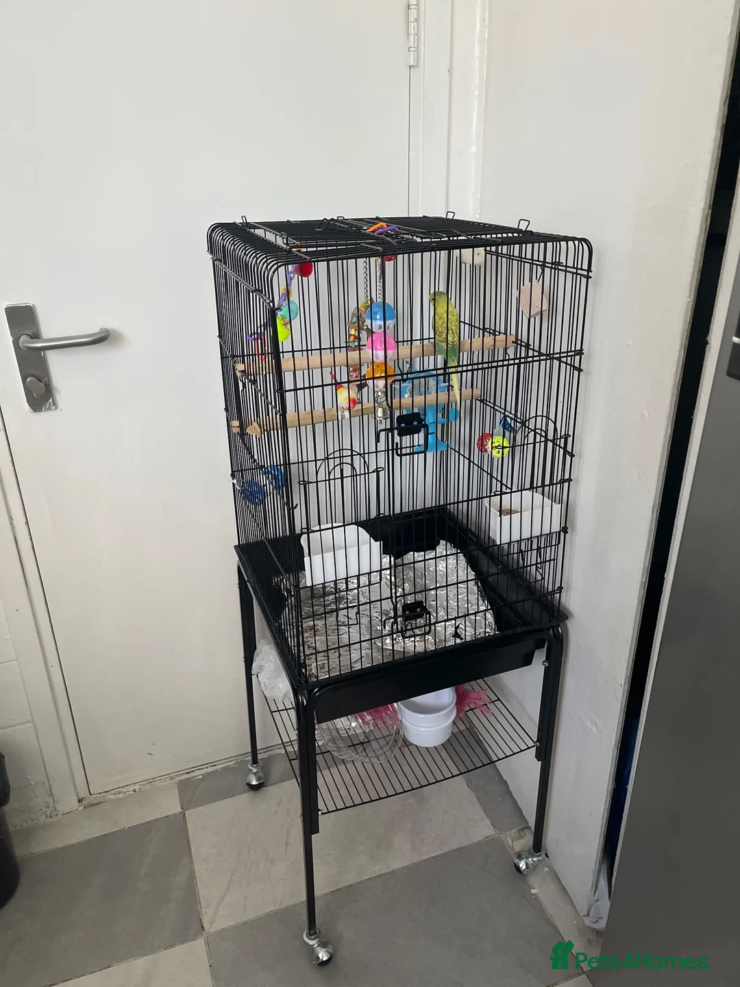 Budgerigars birds for sale: Budgie Up For Sale As Leaving Abroad in Enfield - Advert 5