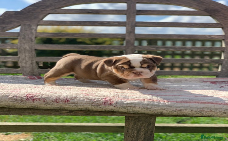 English Bulldog dogs - Advert 6