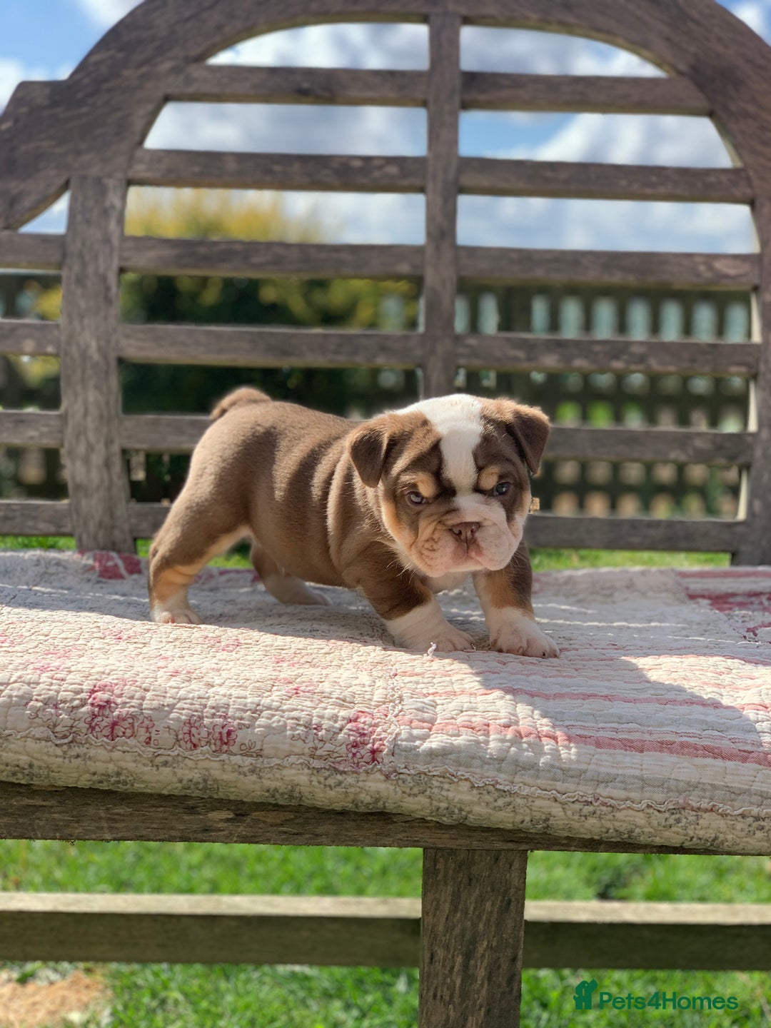 English Bulldog dogs for sale: Quality English bulldog pups fluffy LAST BOY - Image 4