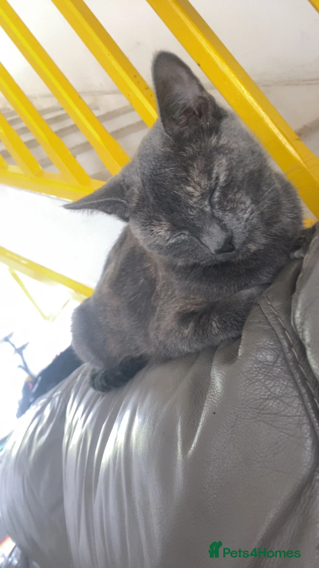 Mixed Breed cats for sale: PRETTY GINGER GIRLS in Rickmansworth - Advert 2