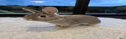 Mixed Breed rabbits for sale: Nibbles and Nora  in Southampton - Advert 3