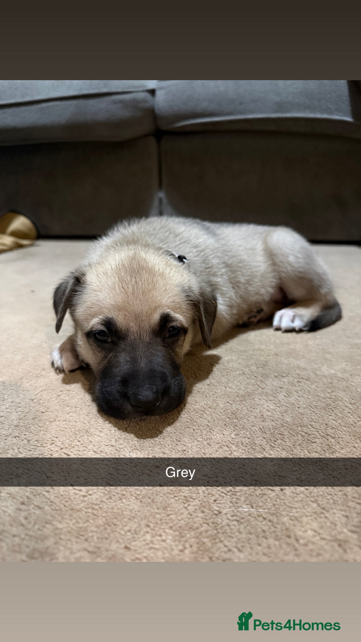 Mixed Breed dogs German shepherd x American bully puppy’s  - Advert 2