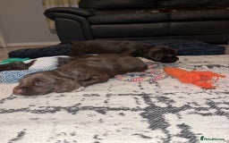 Sprocker dogs for sale: Beautiful sprocker puppies  - Image 8