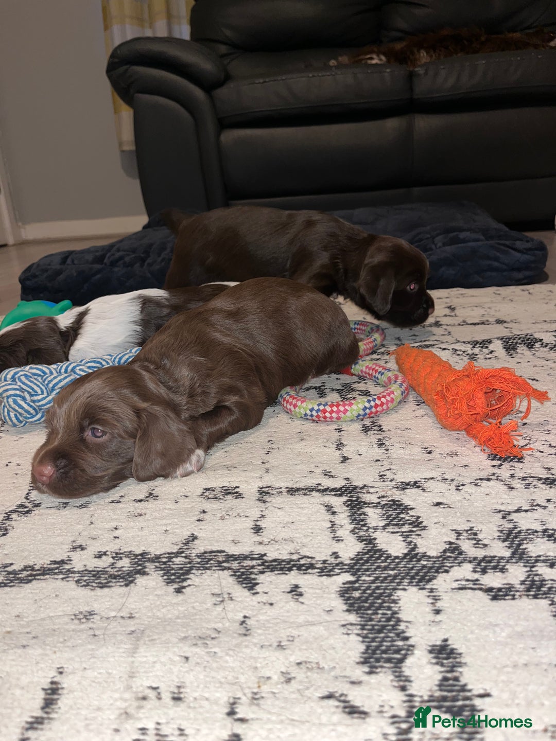 Sprocker dogs for sale: Beautiful sprocker puppies  - Image 8