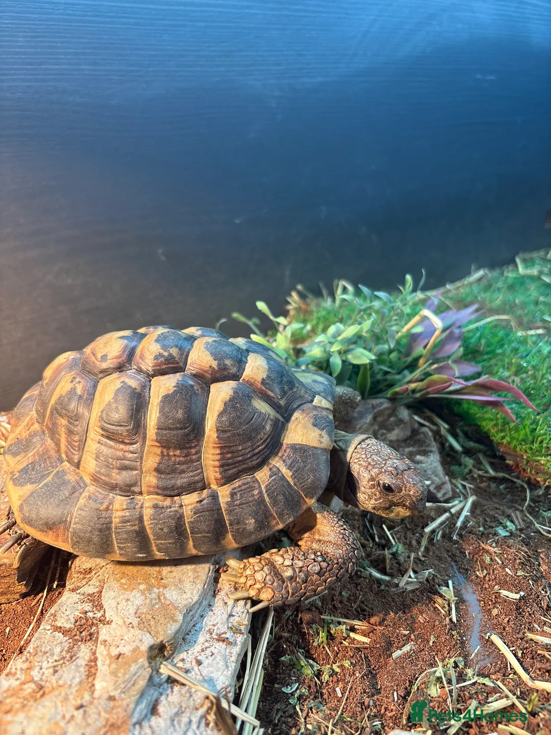 Tortoise reptiles for sale: Male tortoises looking for forever home - Advert 4