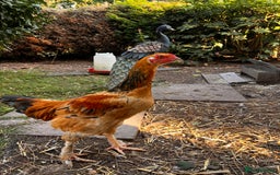 Chickens poultry for sale: Aseel & Brahma Mixed - Image 2