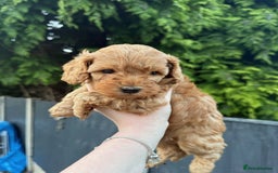 Cockapoo dogs for sale: F2 Red Cockapoo’s  - Image 1