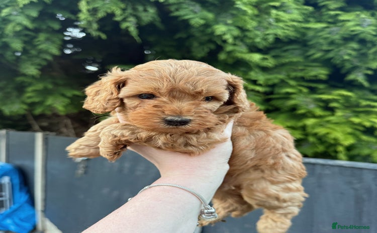 Cockapoo dogs - Advert 8