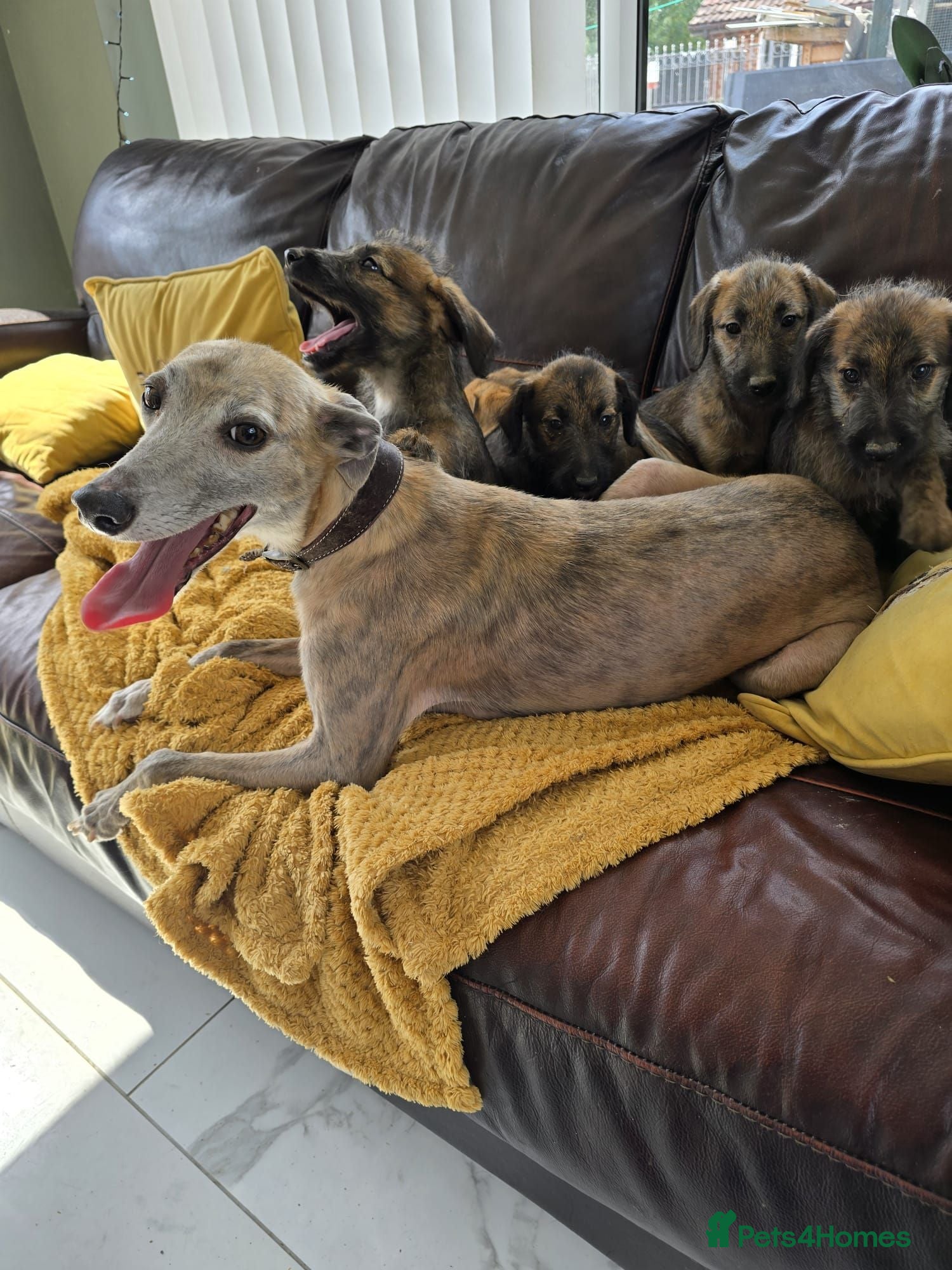 Mixed Breed dogs Bedlington x whippet pups - Advert 11