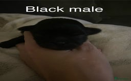 Shih Tzu dogs for sale: Shih Tzu puppies for sale  - Image 2