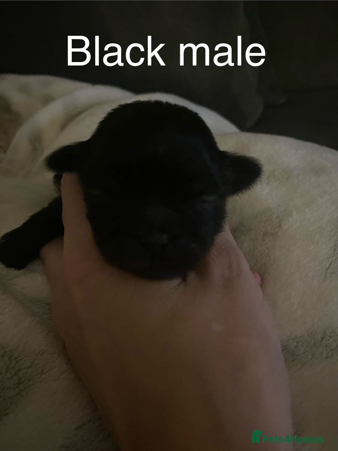 Shih Tzu dogs for sale: Shih Tzu puppies for sale  - Image 2