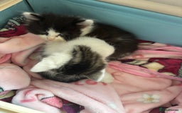 British Shorthair cats for sale: Adorable Kittens Looking for a Loving Home - Image 3