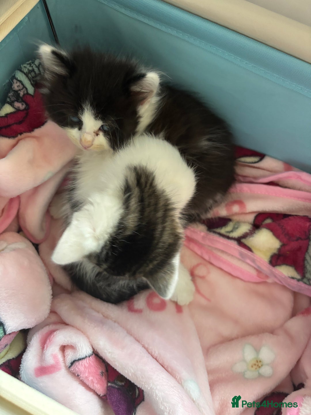 British Shorthair cats for sale: Adorable Kittens Looking for a Loving Home - Image 3