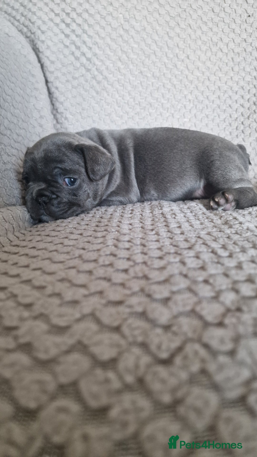 French Bulldog dogs for sale: french bulldog puppies  - Image 11