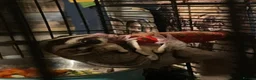 Sugar Glider rodents for sale: **PLEASE READ** - Advert 4