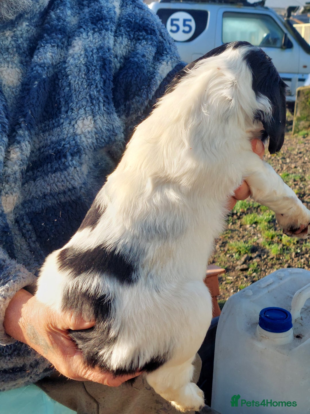 English Springer Spaniel dogs for sale: Quality Spaniel Litter at Sandaharr  - Image 24
